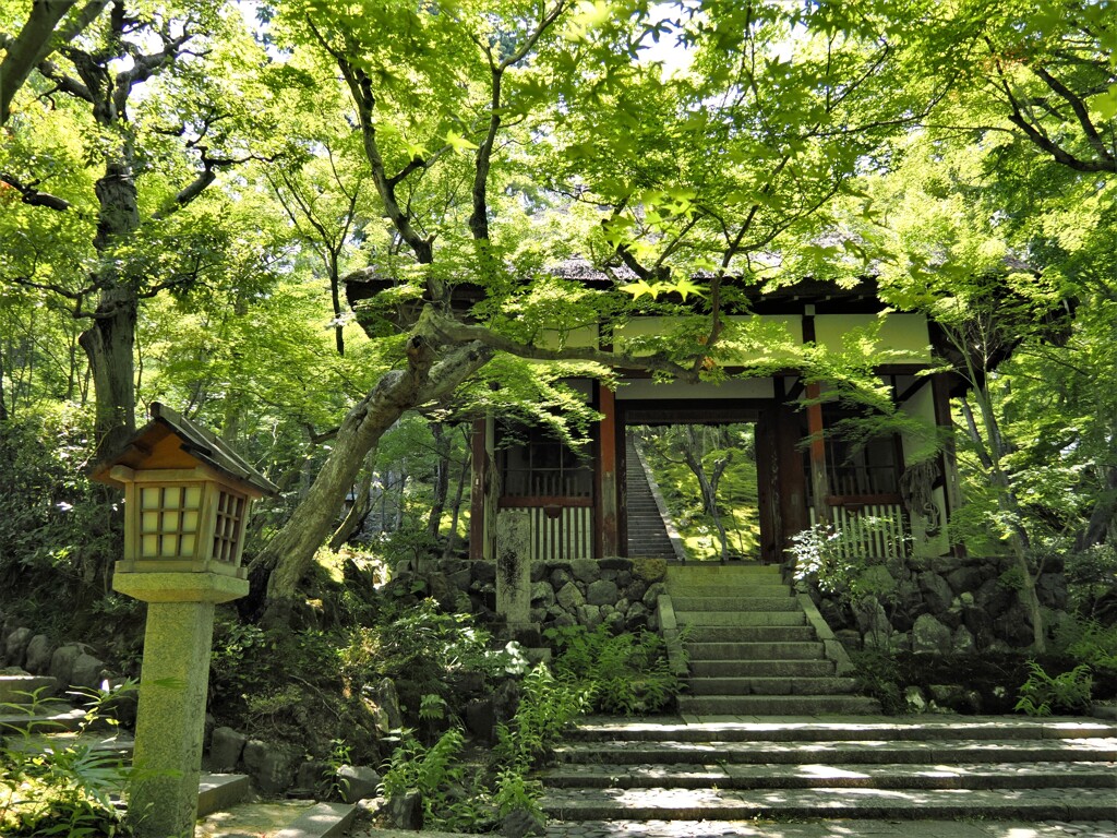 嵐山　深緑の描写が美しい常寂光寺の入り口