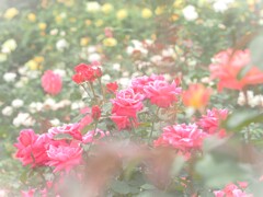 神代植物園　秋薔薇フェスタ　　賑やかな香り