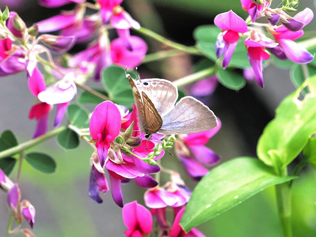 ウラナミシジミさんが蜜を吸いに来た