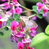 ウラナミシジミさんが蜜を吸いに来た