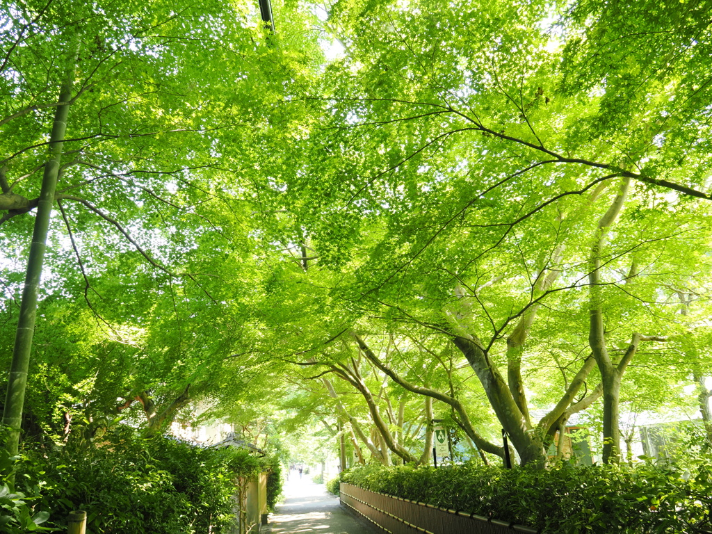 緑の細道