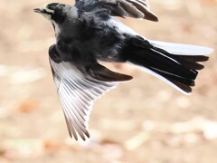 ハクセキレイさんの飛翔、バッチリ撮れたかと思いきや、羽が欠けた(;^_^A