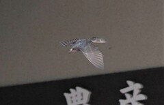 エッサエッサと餌を運ぶツバメのお母さん　（伊那見晴らしパーク）