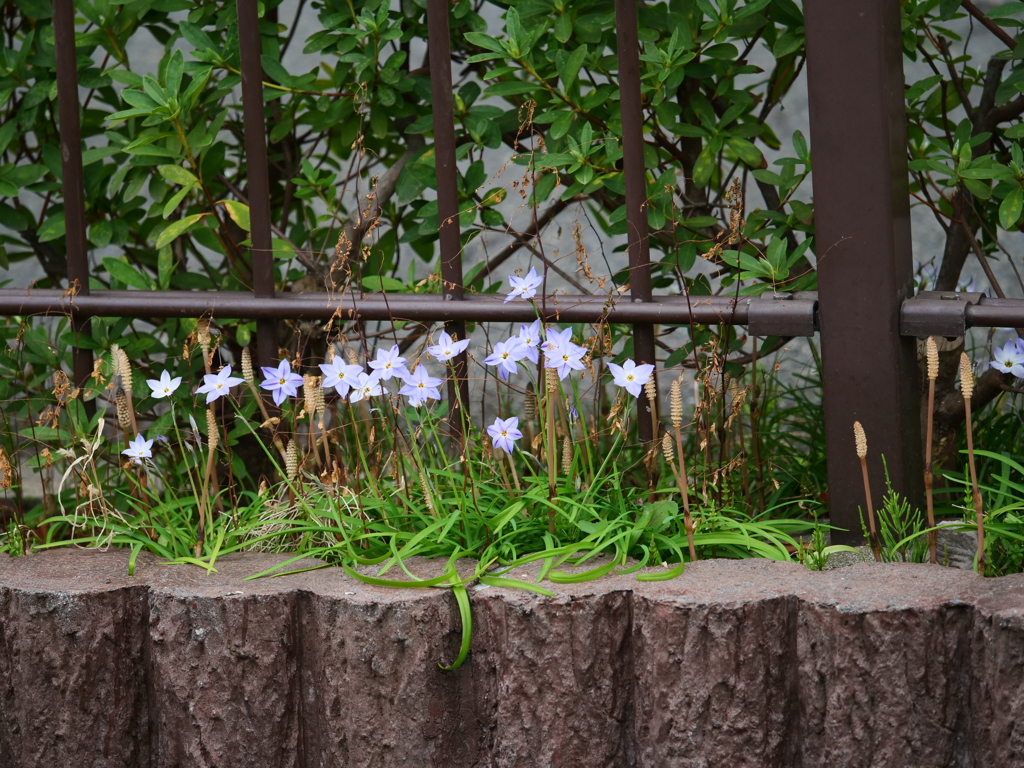 自宅付近の散歩にてつくしが沢山咲いていました。　　スナップ写真