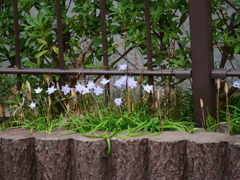 自宅付近の散歩にてつくしが沢山咲いていました。　　スナップ写真