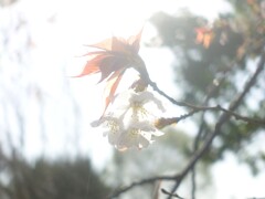 朝日に透き通る白い桜