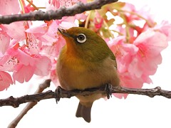 またペロペロしているサクジロウ