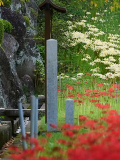 彼岸花　西方寺