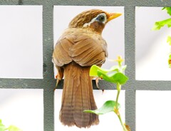 今日は色んなお客さんが来るな～。↘(*‘∀‘)／