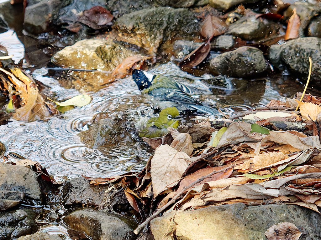 混浴かい？　気持ちよさそうだね。