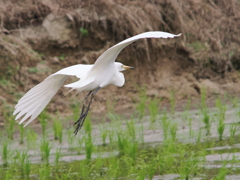 チュウサギ