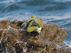 また、海水を飲む いそべぇ（アオバト）