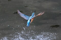 翡翠君の離水