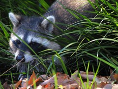 神代水生植物園にベニマシコを撮りに行ったら、あらアライグマ