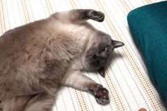 我が家の飼い猫　モンちゃんです。　タヌキではありません。(^▽^;)