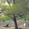 ヒドリガモの飛翔