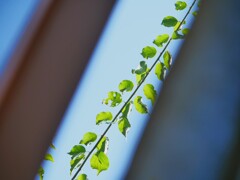 家中からぼーっと空を見上げていたら、葉っぱのアートが見えた。