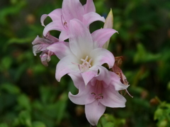 川辺に咲く花