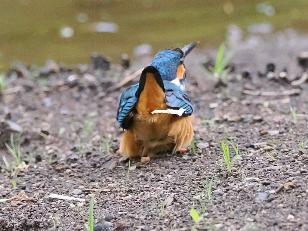 あっ！なんか出た！！　