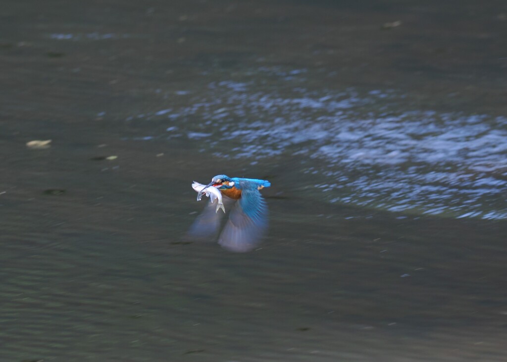 お魚ゲット