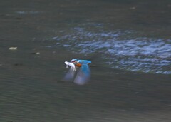 お魚ゲット