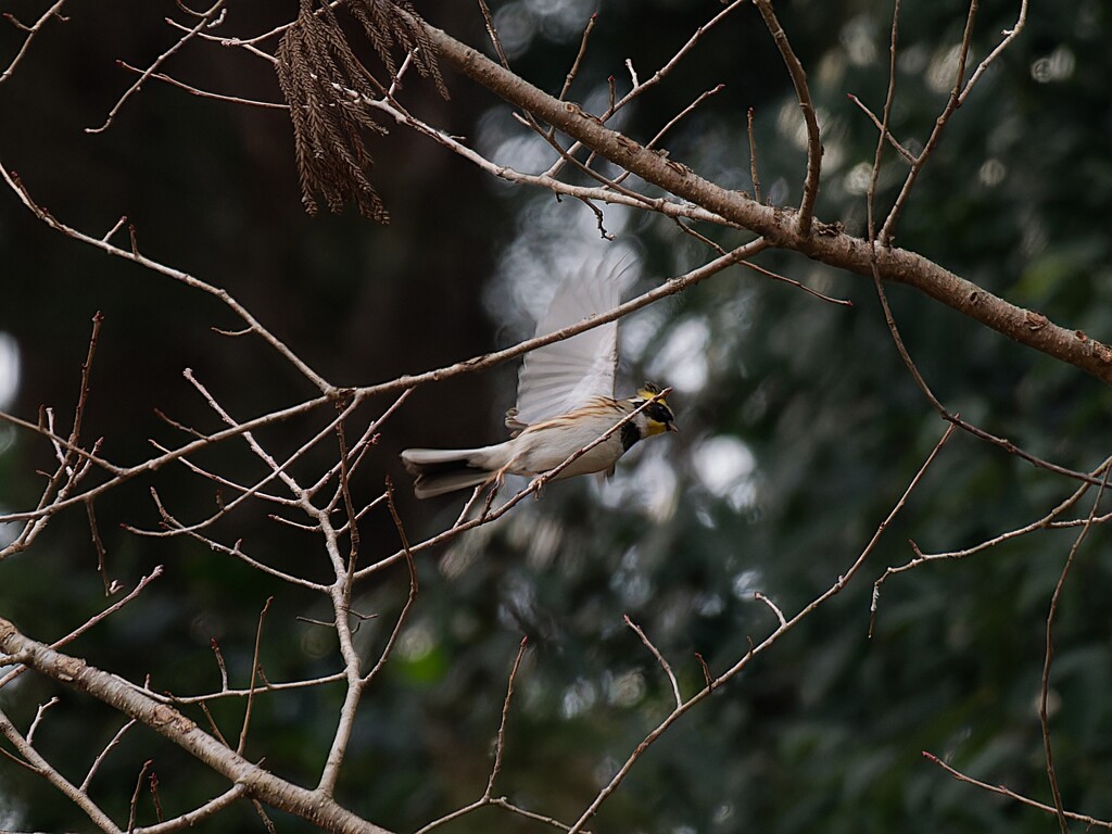 ミヤマホウジロ君の飛翔　Ⅱ