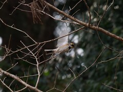 ミヤマホウジロ君の飛翔　Ⅱ