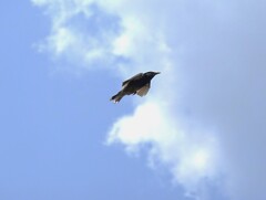 ムクドリの飛翔Ⅱ