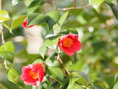 可愛い姉妹　あれ？後ろにもう一人？お顔を隠して赤くなって照れていますね。かわいい