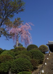 聖天院参道の枝垂れ桜