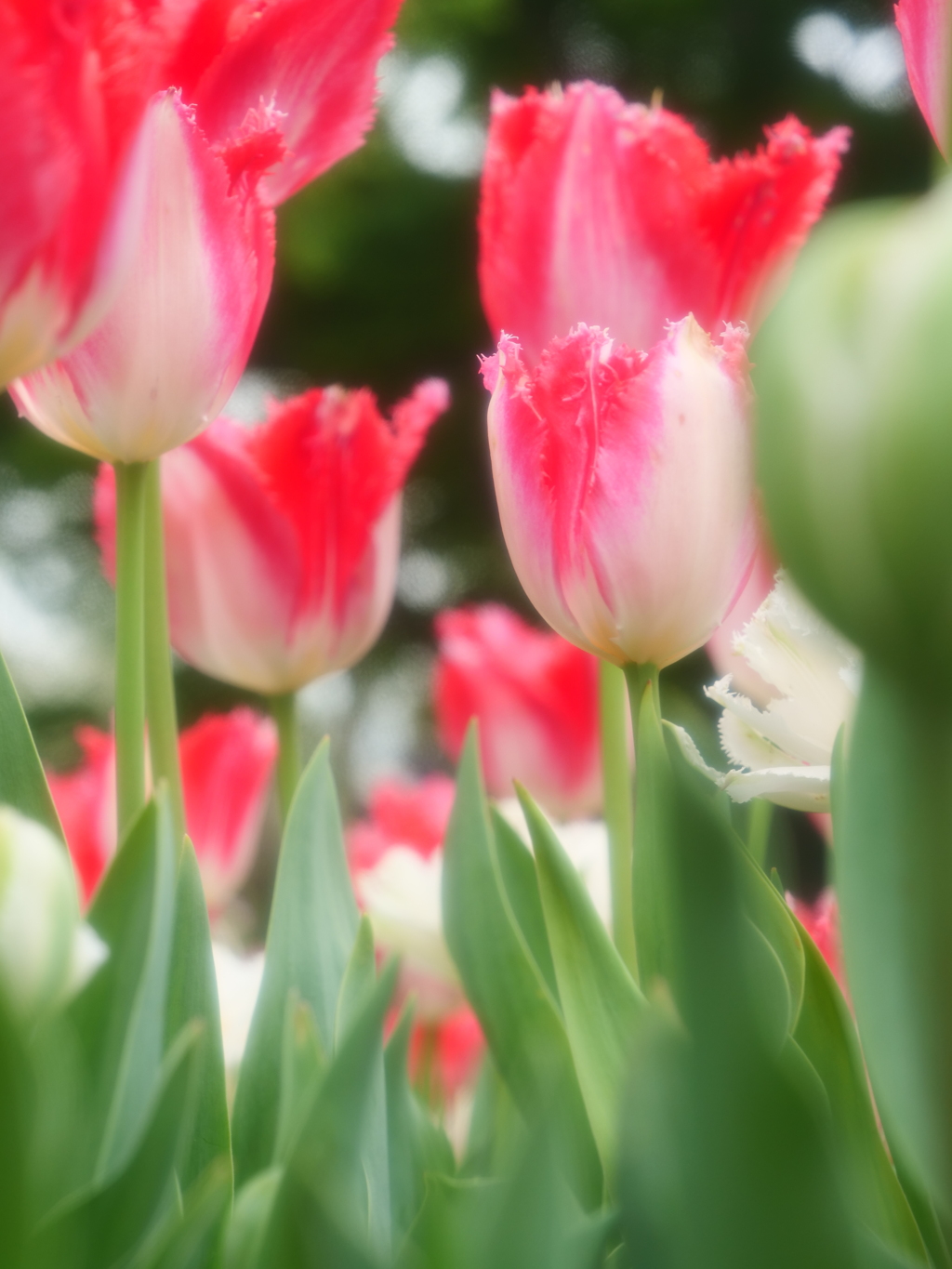 イチゴミルクのようなチュウリップ