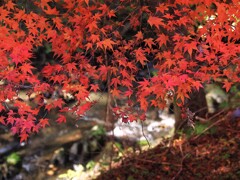 沢の音が心地よい　箕輪もみじ湖周辺