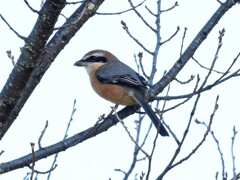 モズさんも居た。　高遠城址公園