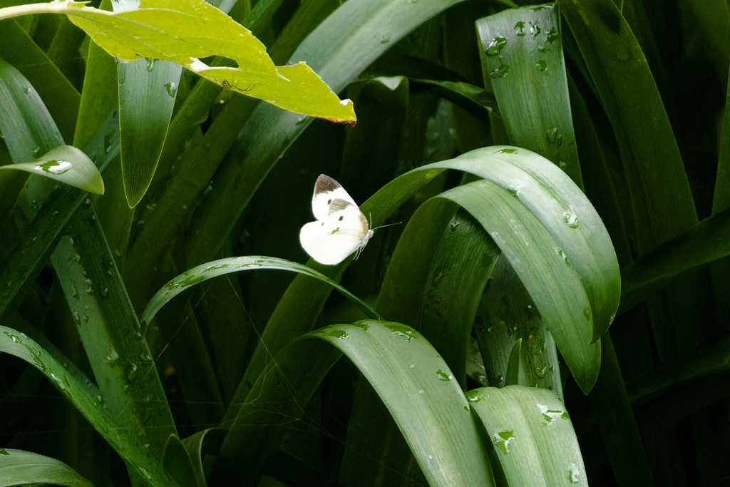 雨上がりが嬉しくて