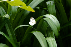 雨上がりが嬉しくて
