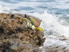 海水を飲む いそべぇ（アオバト）