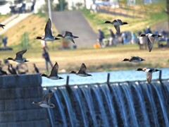 ヒドリガモの飛翔