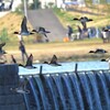 ヒドリガモの飛翔