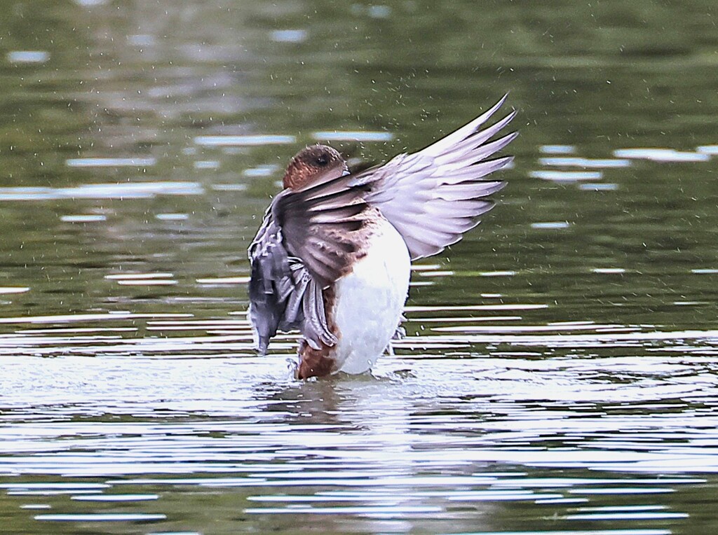 アメリカヒドリちゃん、まるで応援団のよう。ドジャーズを応援しています。