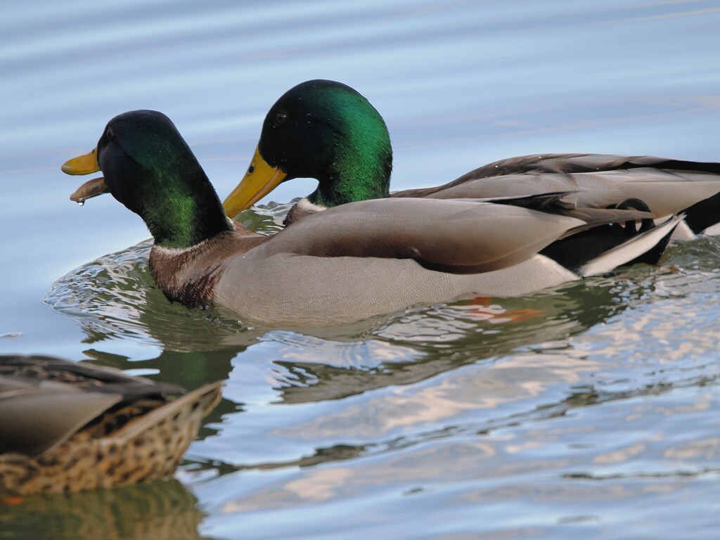 愉快なマガモ達