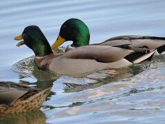 愉快なマガモ達