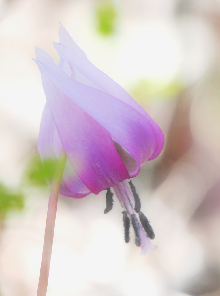 昭和記念公園で見つけたカタクリの花