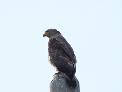 石垣島で見つけたカンムリワシ