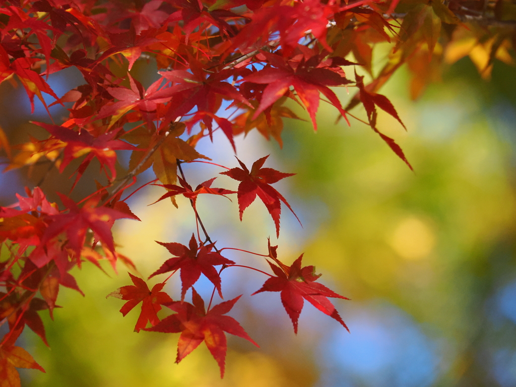 背景に癒される色合い　箕輪もみじ湖