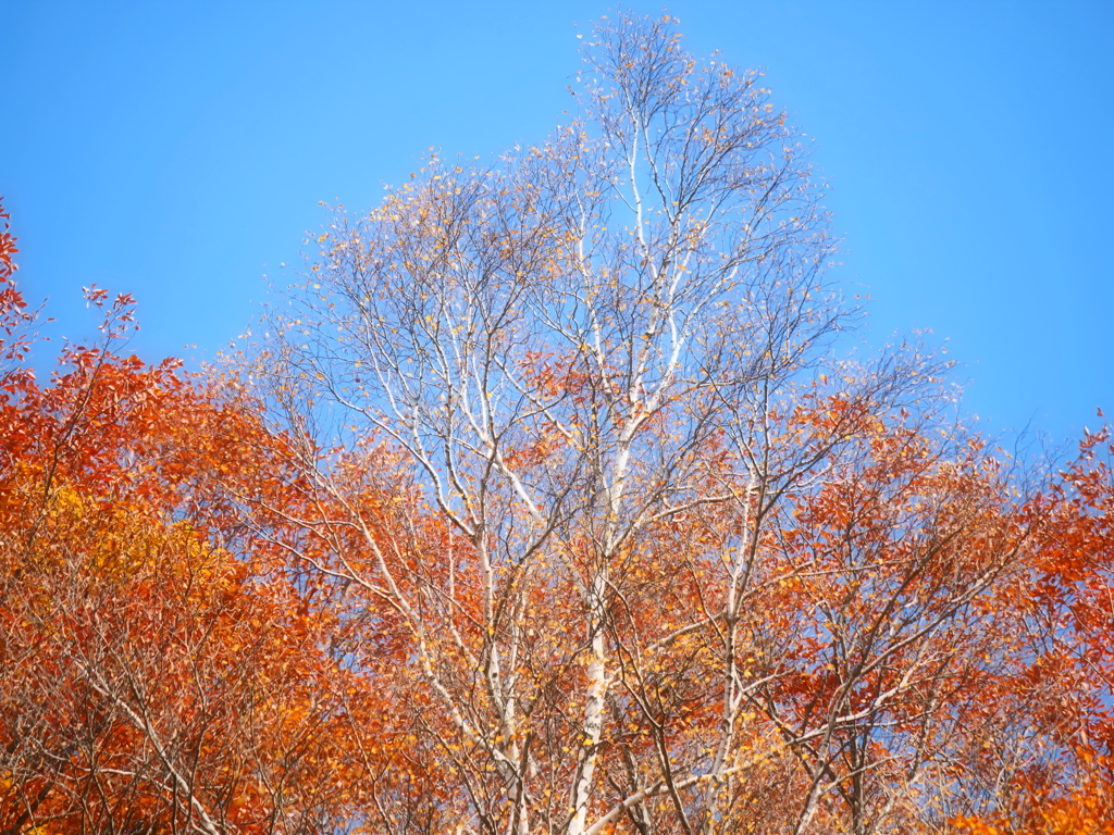 青空と紅葉と白樺