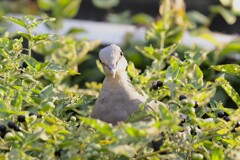 茂みから顔を出すキジバトさん