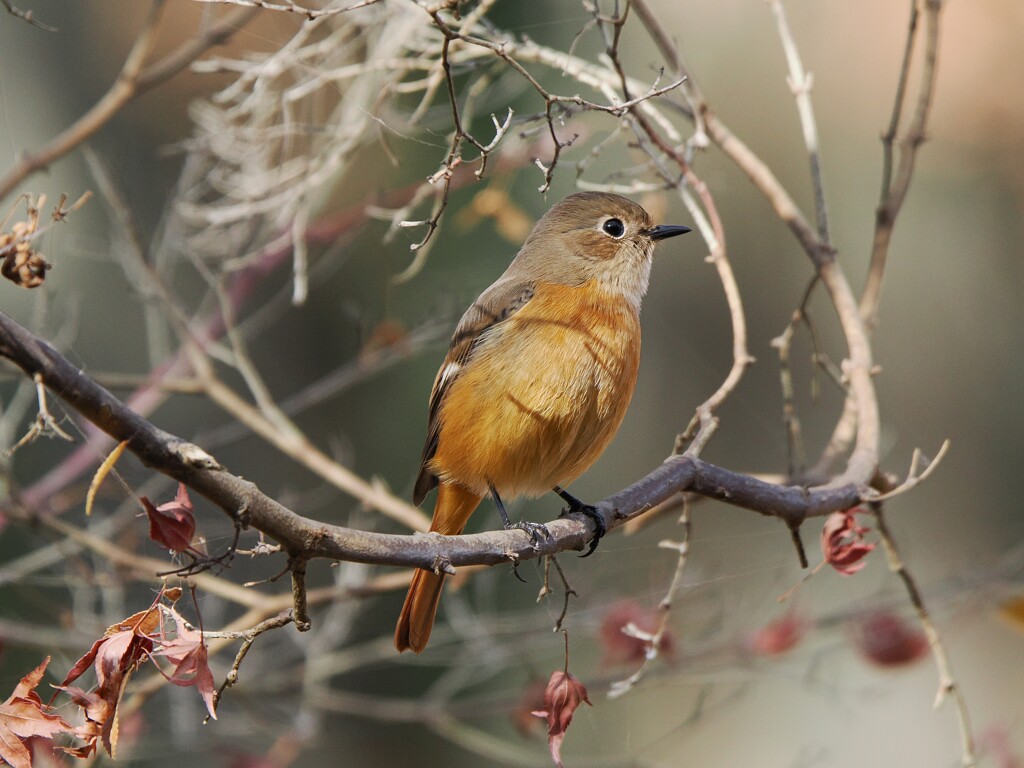 可愛いジョビコさん　(●´ω｀●)