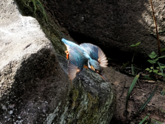 カワちゃんの飛翔