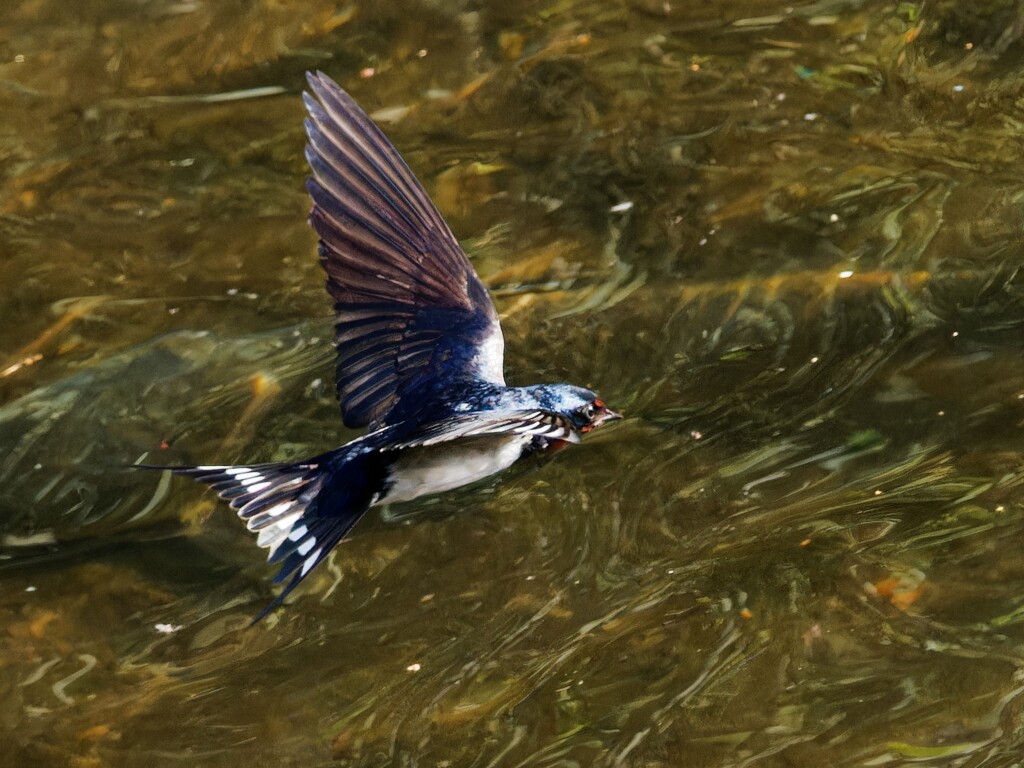 綺麗に飛翔する日本つばめ　⑦