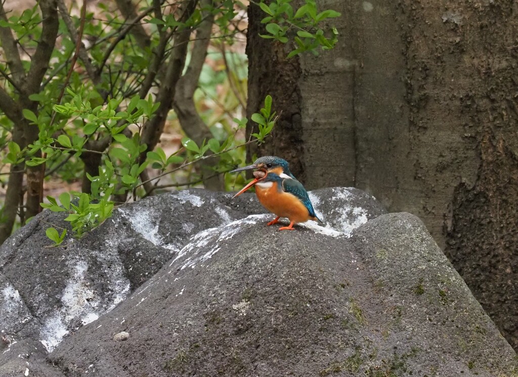 カワちゃん　ぺレット吐き出しシーン　Ⅳ